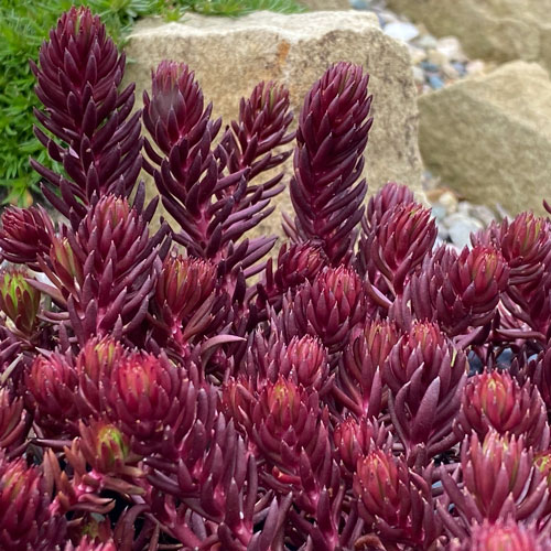 Sunsparkler® Red Angelina Stonecrop